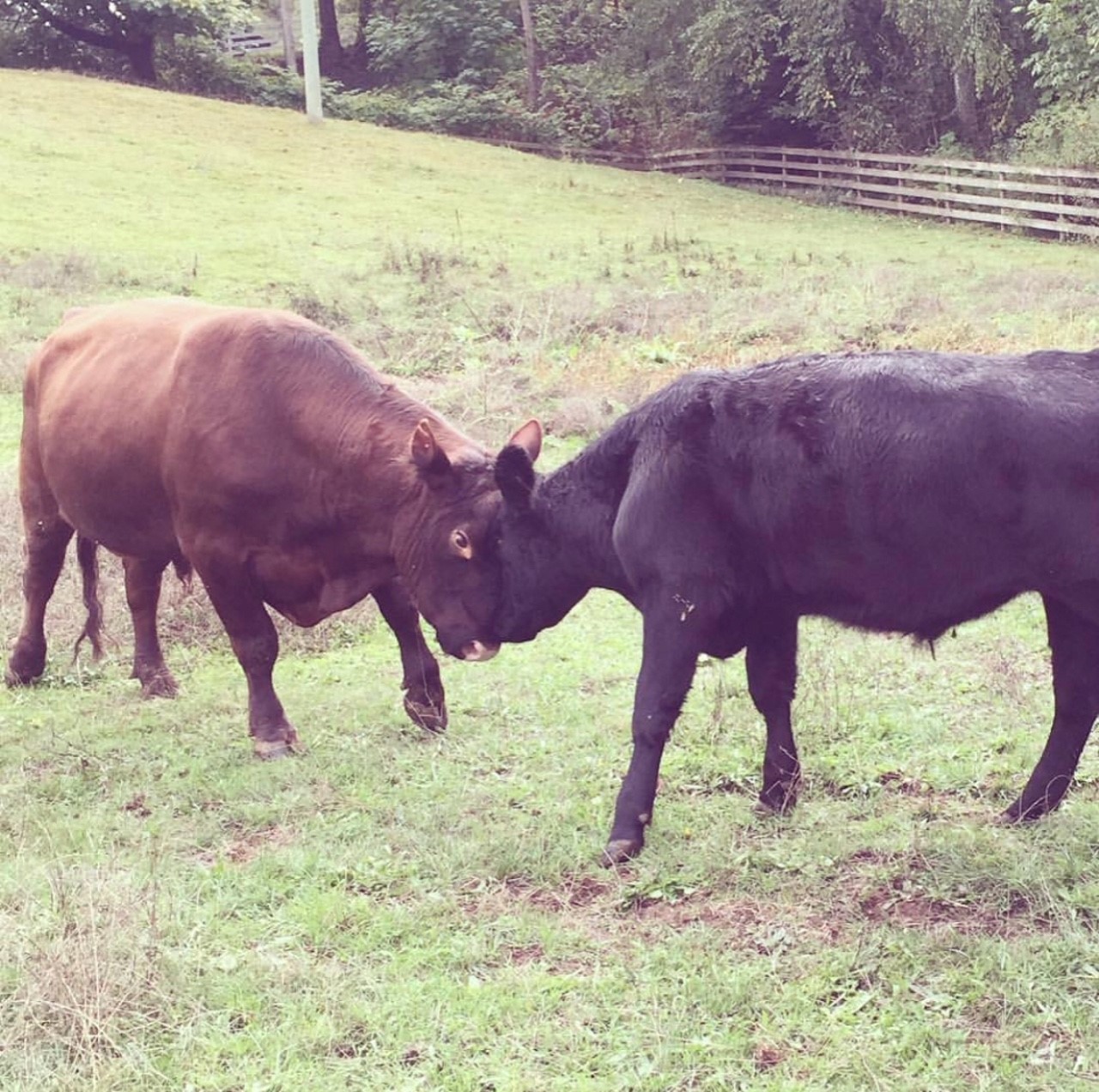bull 2.jpg