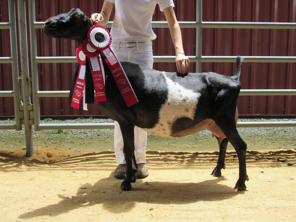 Candlelight JRMY Mariah GCH & 2x RCH  May 2018 NCDGBA Show  .JPG