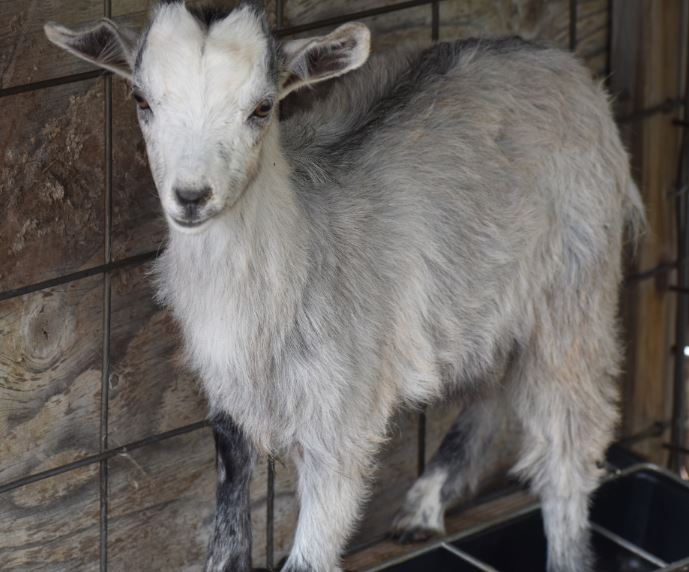 Capturegrey goat 2.JPG