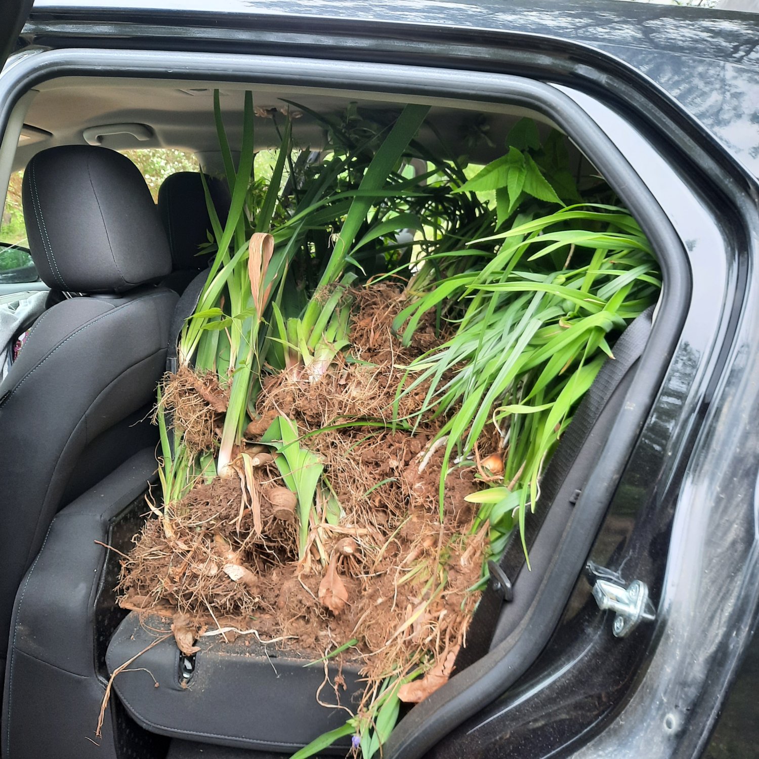 car full of plants.jpg