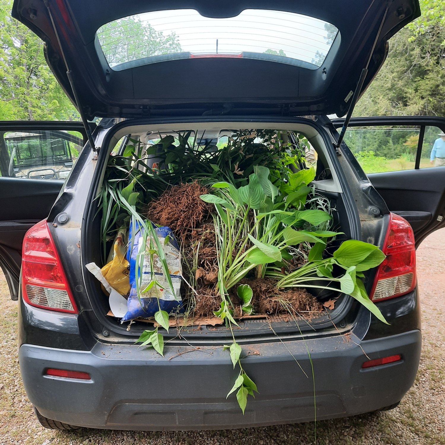 car full of plants rear.jpg