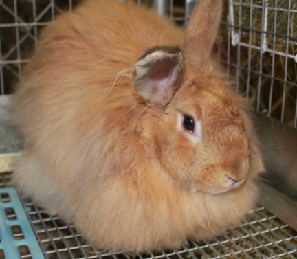 Cashew-French Angora doe-1-5-2014.JPG