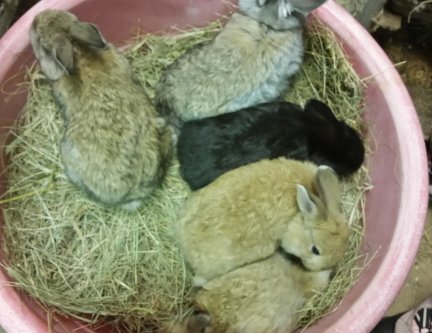 Cashew's litter-3-14-2015.jpg