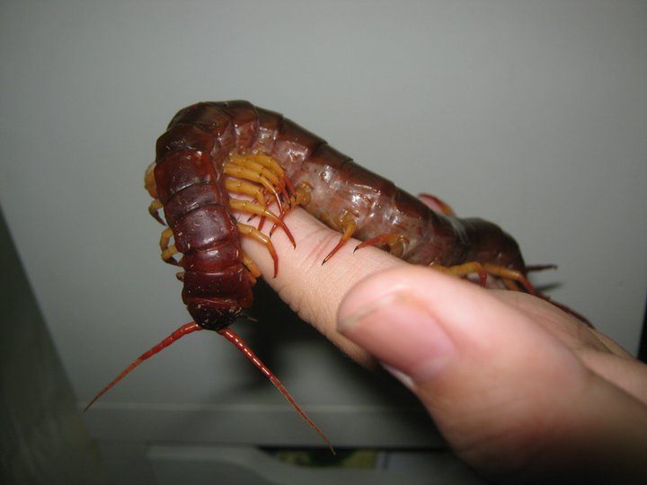 centipede33.jpg