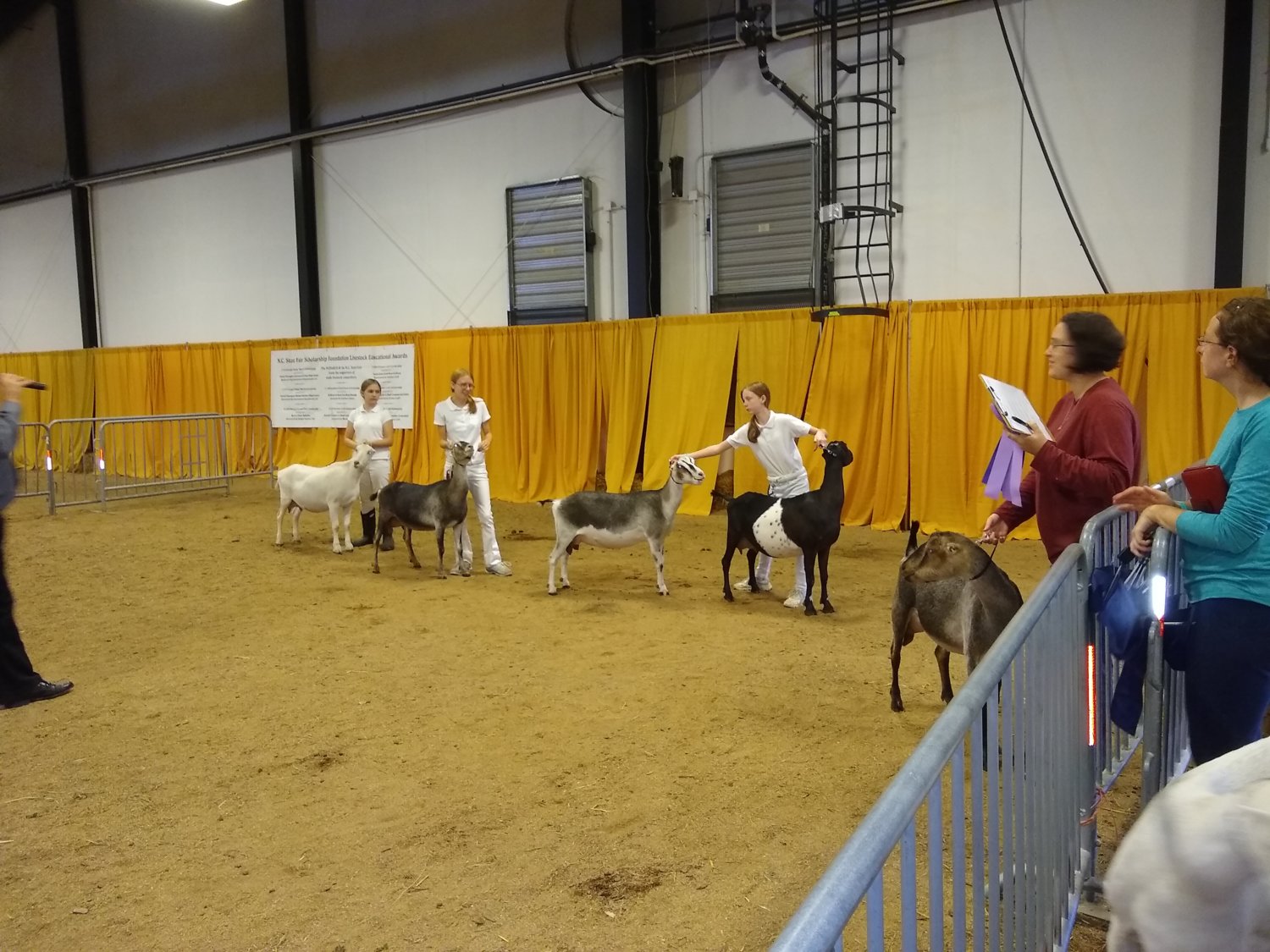 Champion Line up YS Srs Lamancha2018 NC St Fair  (63).jpg