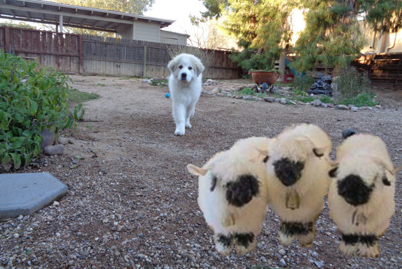 Cherokee with blacknose sheep email.jpg