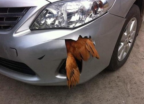 chickenbumper.jpg