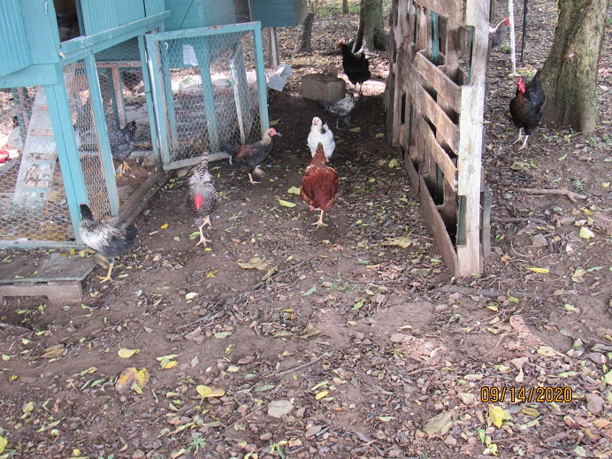 Chickens 15 Sep 2020.JPG