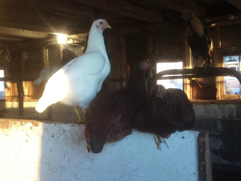 Chickens August 2016.jpg