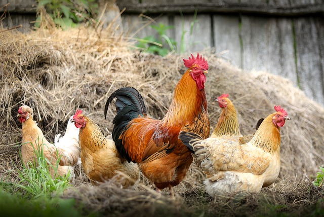 Top Reasons To Keep Roosters