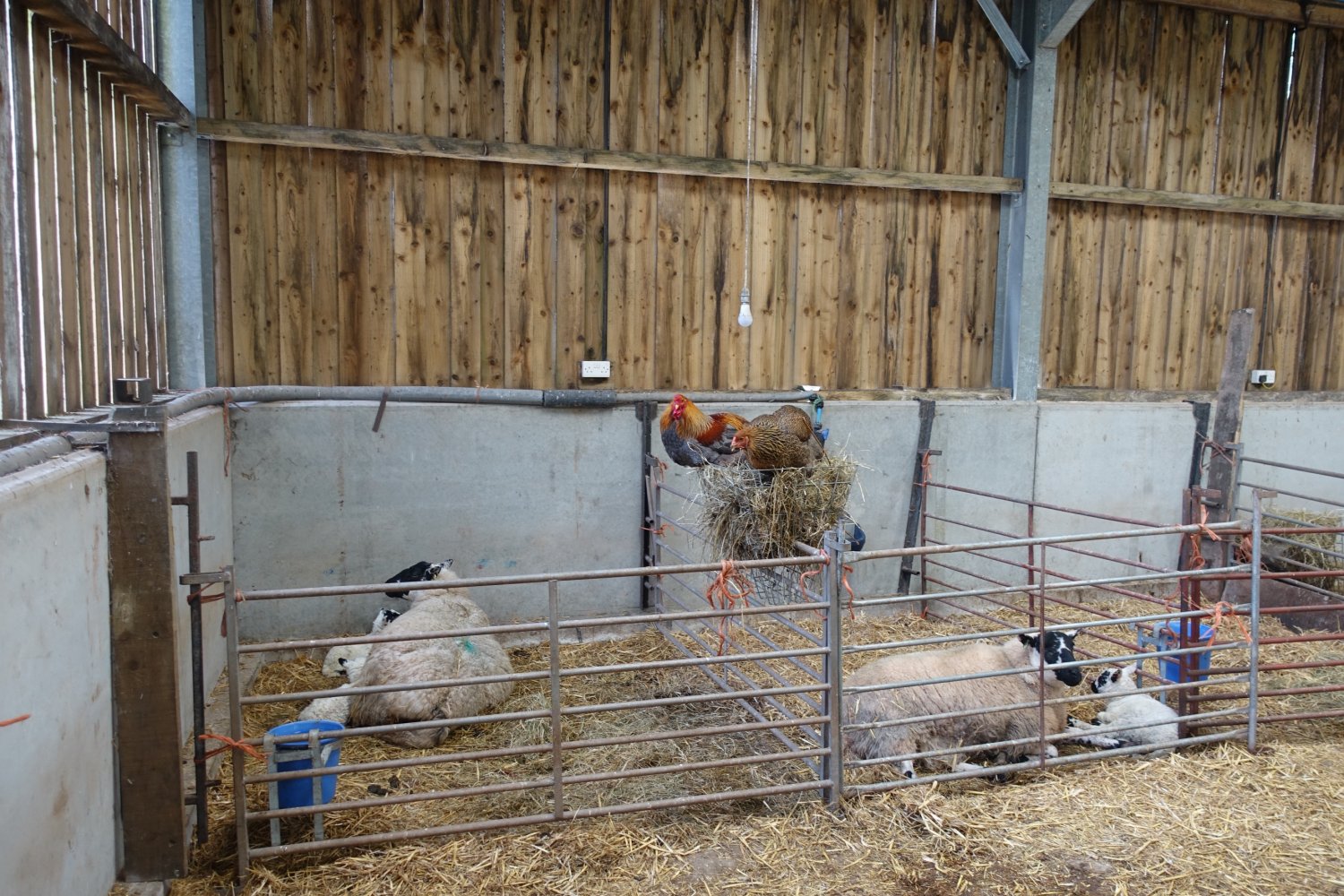 Chickens in hay rack (3).jpg