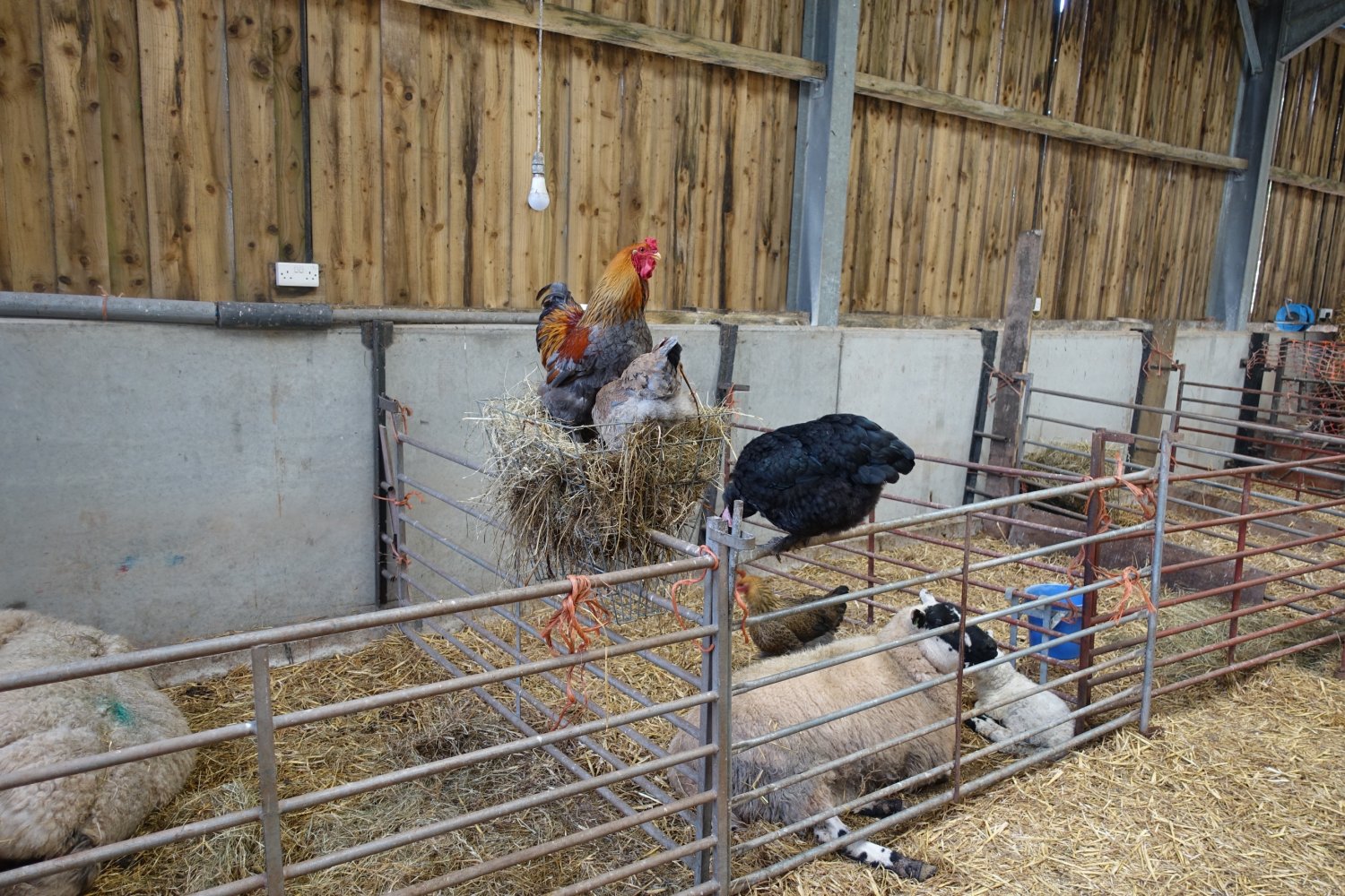 Chickens in hay rack.jpg