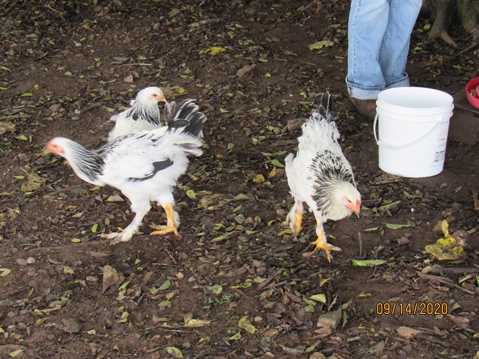 Chicks 9 wks old 15 Sep 2020.JPG