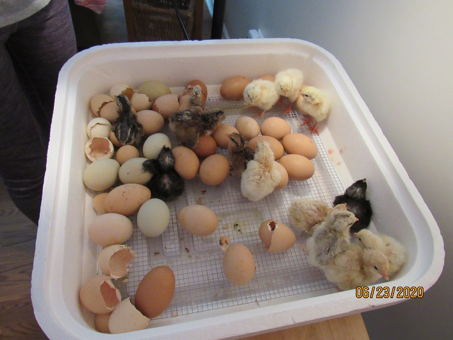 Chicks hatching 23 June 2020.JPG