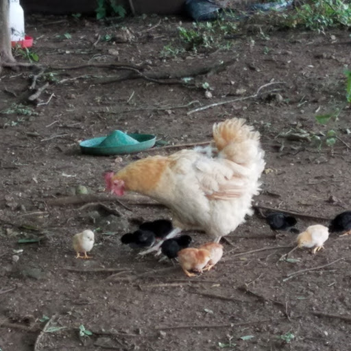 Chicks2 4 days old 24 June 2019.jpg