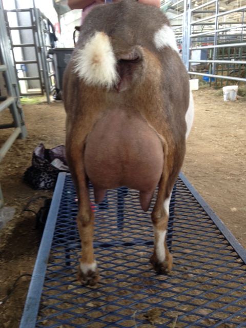 Clarabelle Udder 2016 NCDGBA.JPG