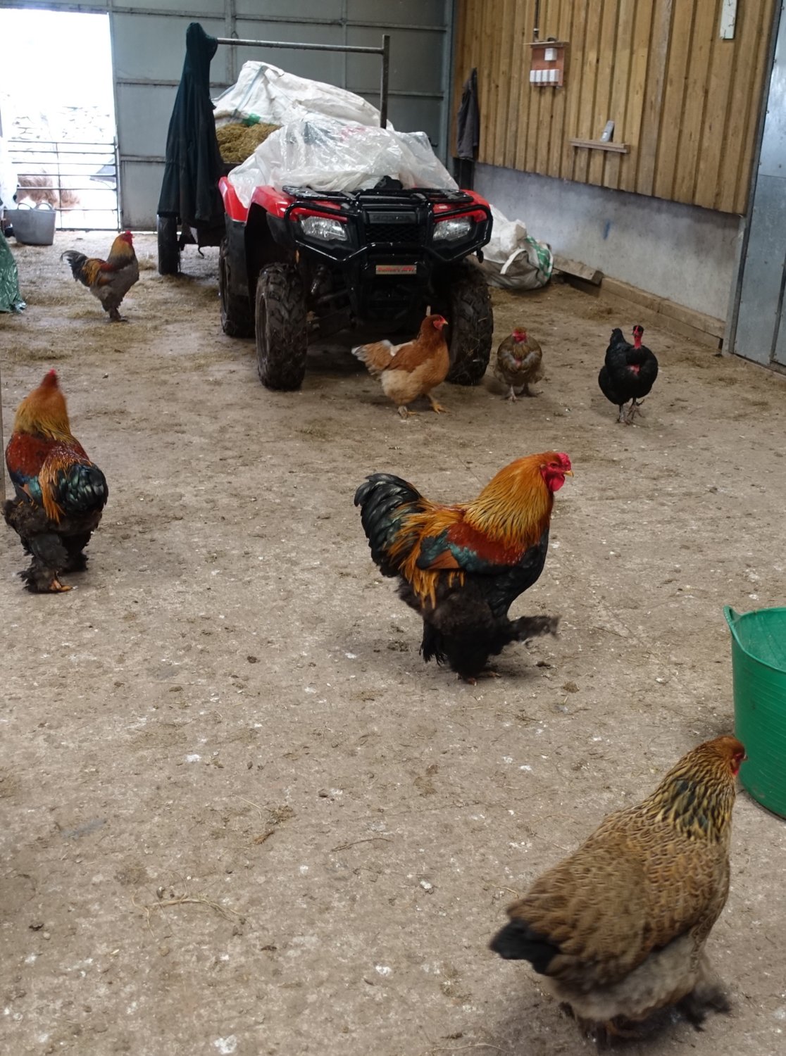 Cocks in shed.jpg