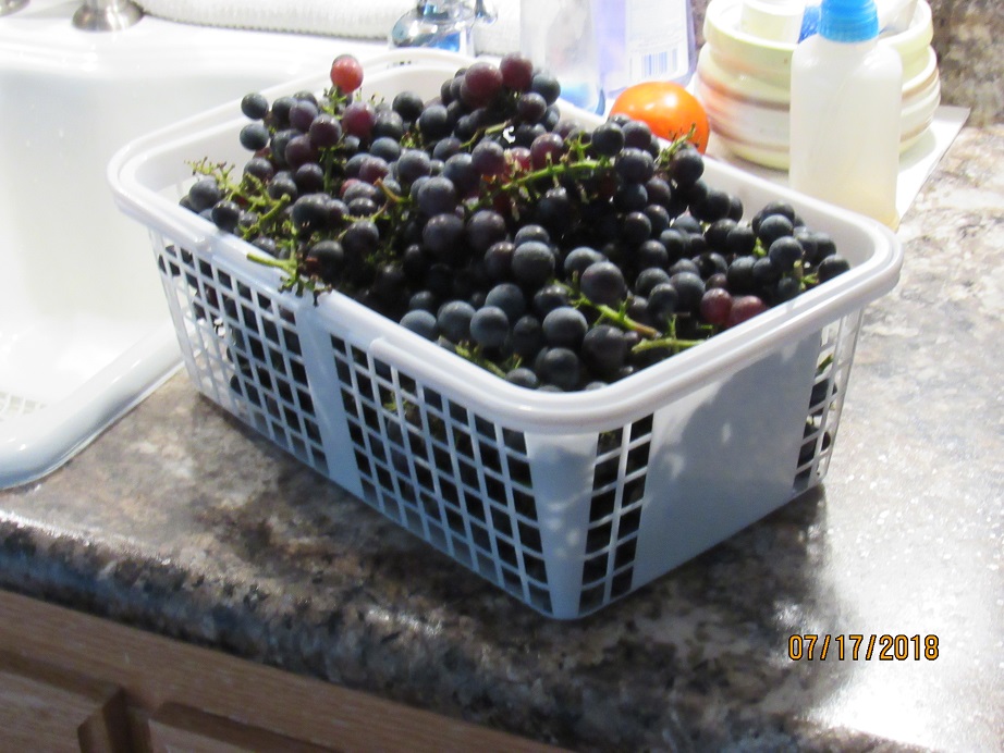 Concorde Grapes 17 July 2018.JPG