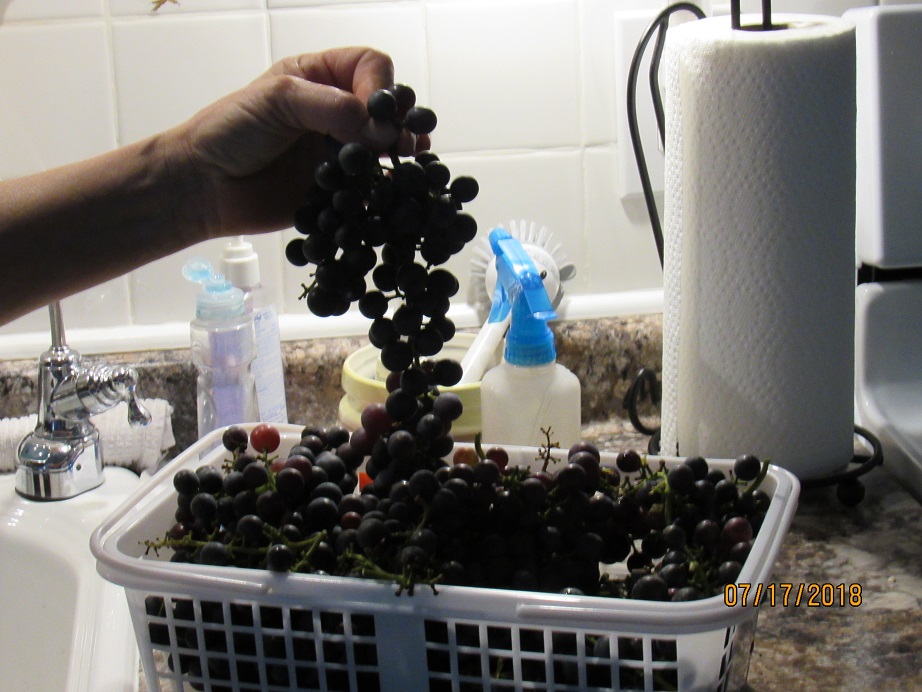 Concorde Grapes2 17 July 2018.JPG