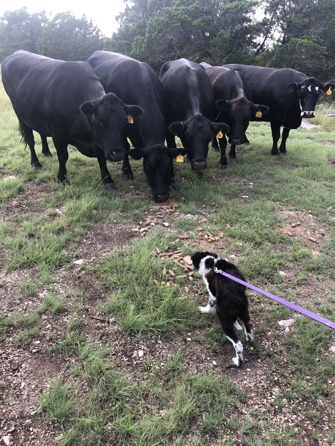 Cows and Ace.jpg