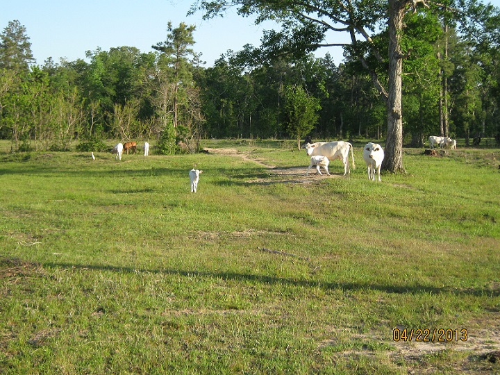 cows and tallow 033.JPG