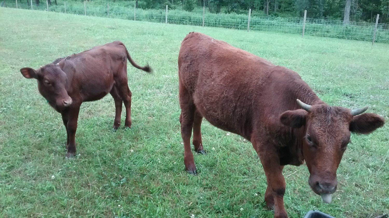 cows.jpg