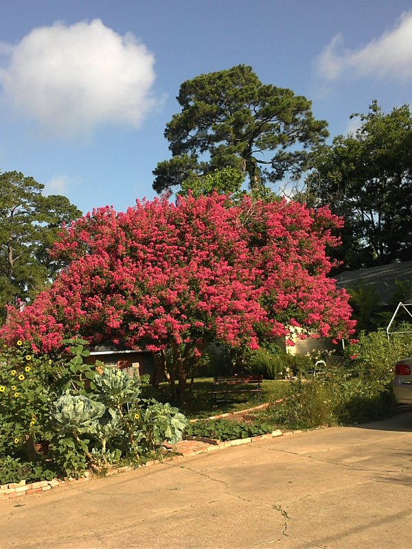 Crepe Myrtle June 2013.jpg