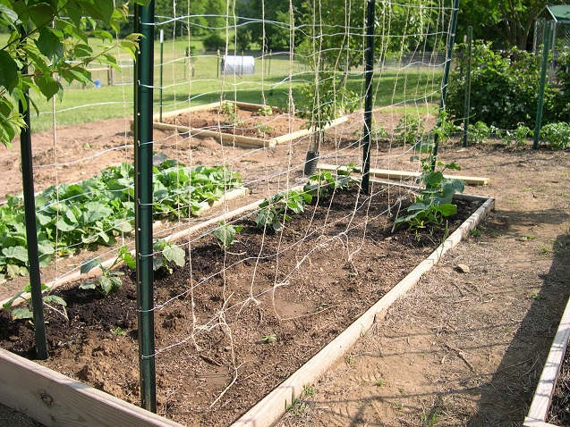 Cucumbers starting to climb 18 May 2017.JPG