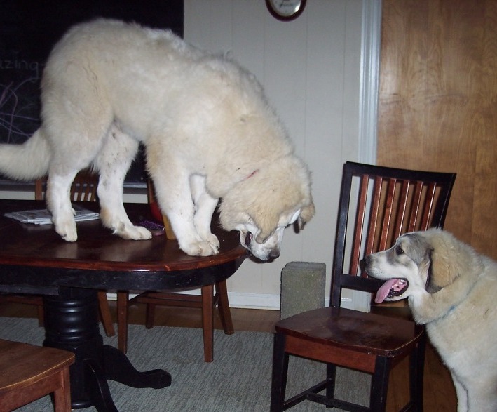 D pup- 5 months on table.jpg