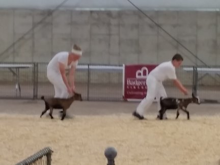 Dairy Goat- Junior Intermediate judging-7-18-2015.jpg