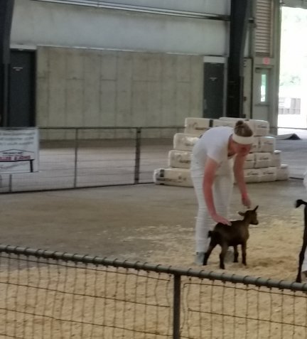 Dairy Goat senior showmanship-7-18-2015.jpg