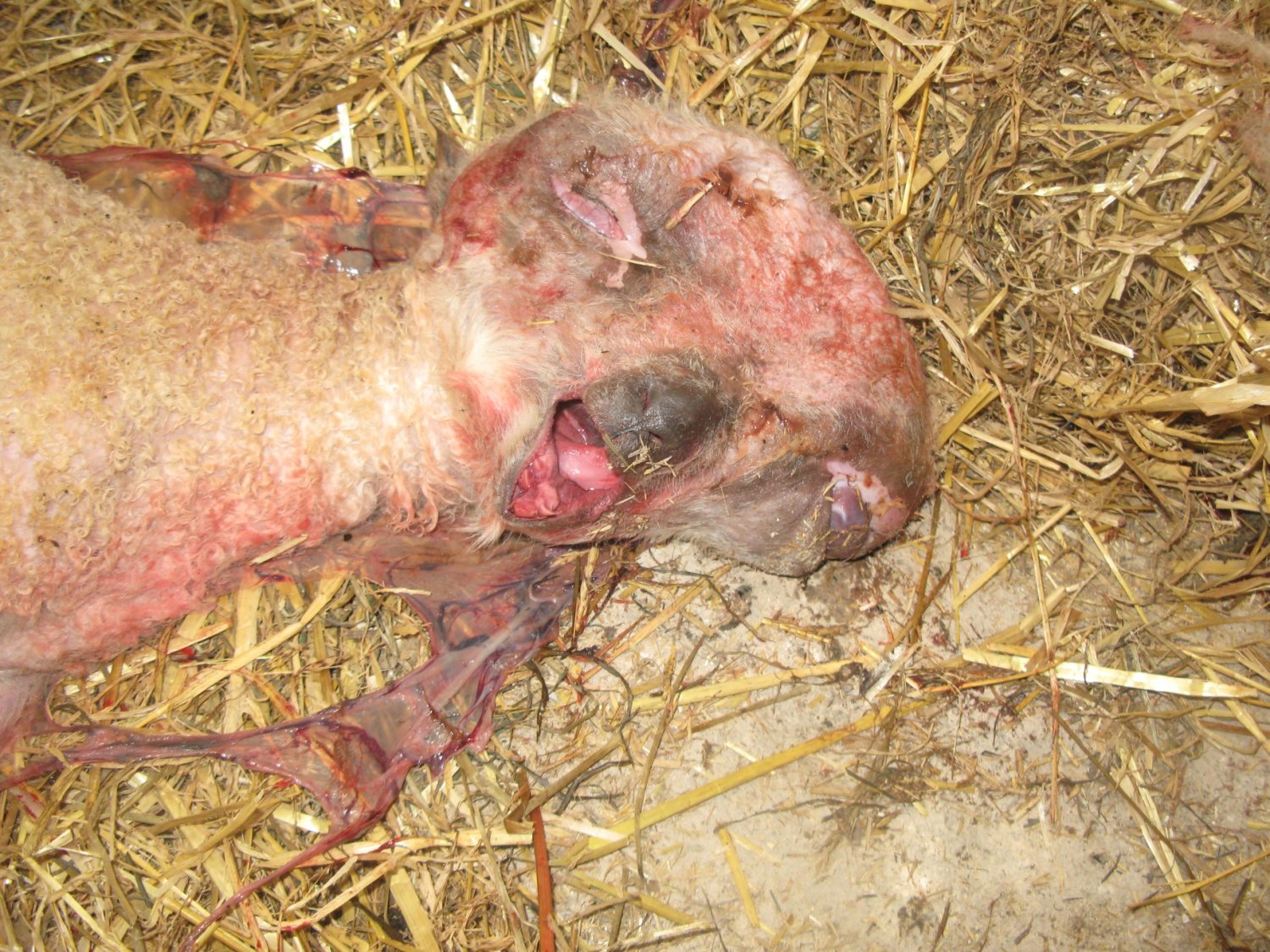 Deformed lamb. 2 (1).jpg