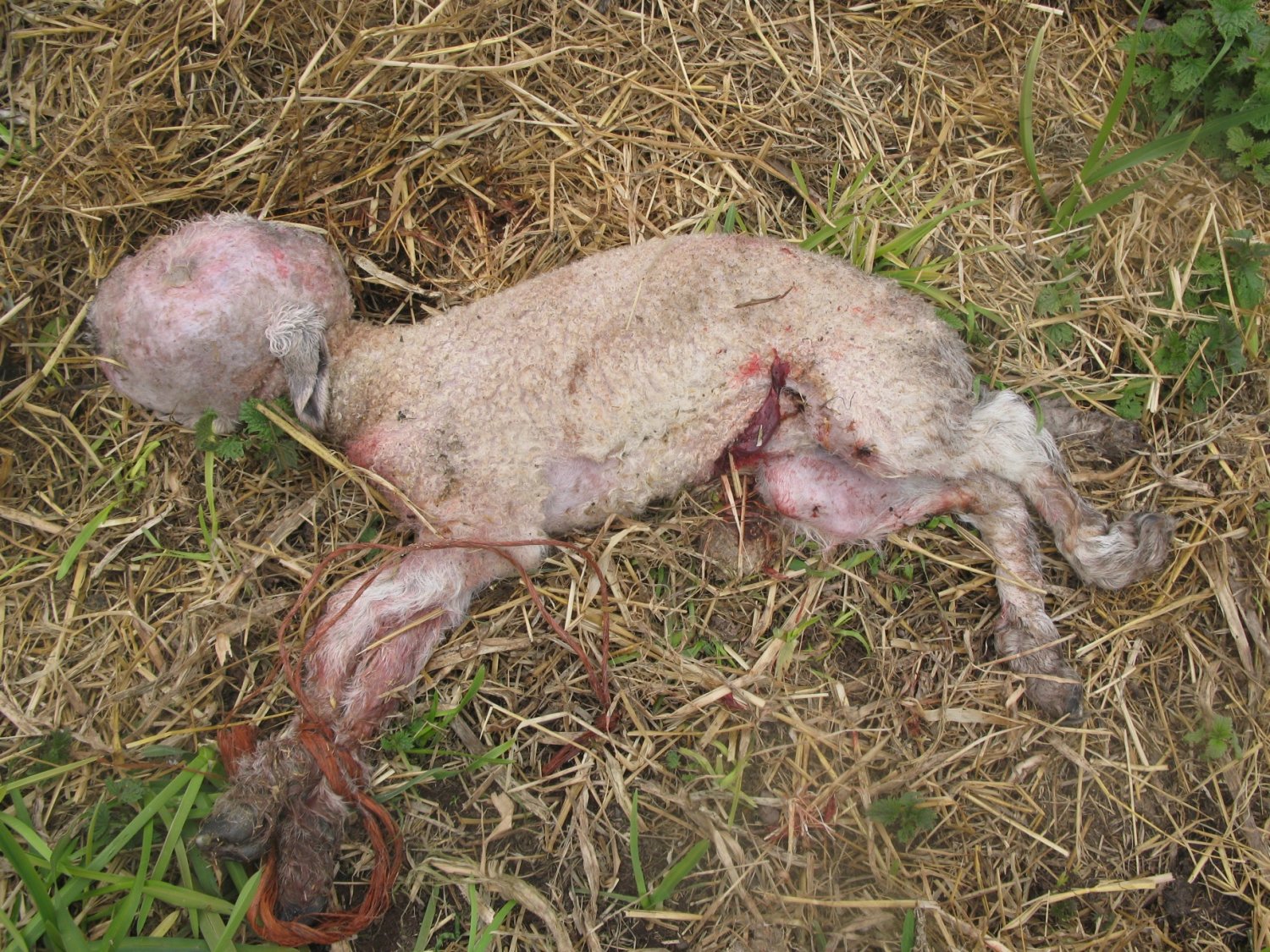 Deformed lamb..jpg