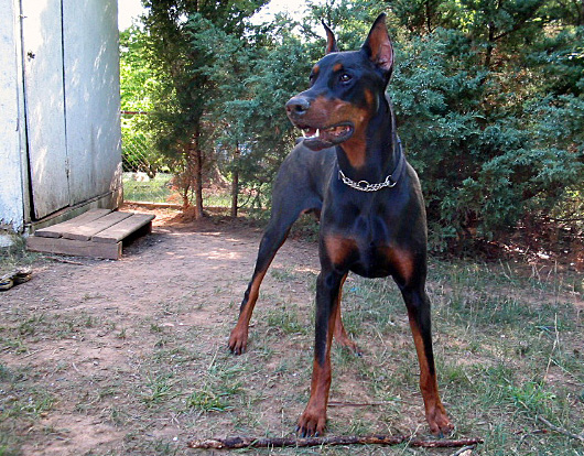 Doberman_Kohaku.jpg