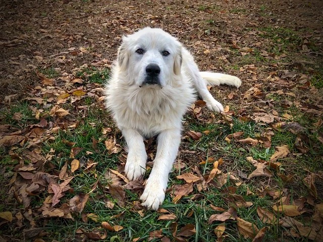 Best Livestock Guardian Animals