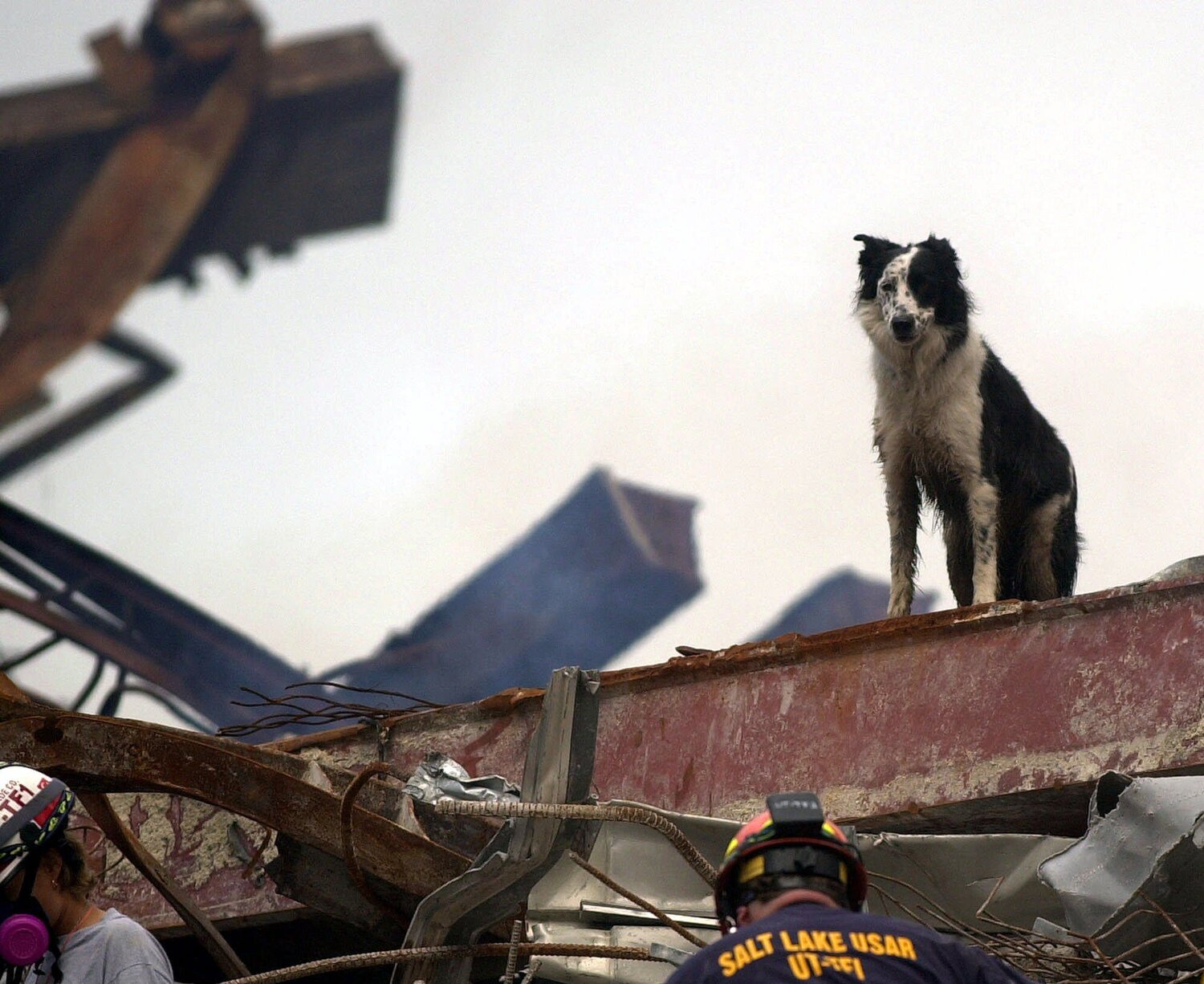 Dog Rescue 911.jpg
