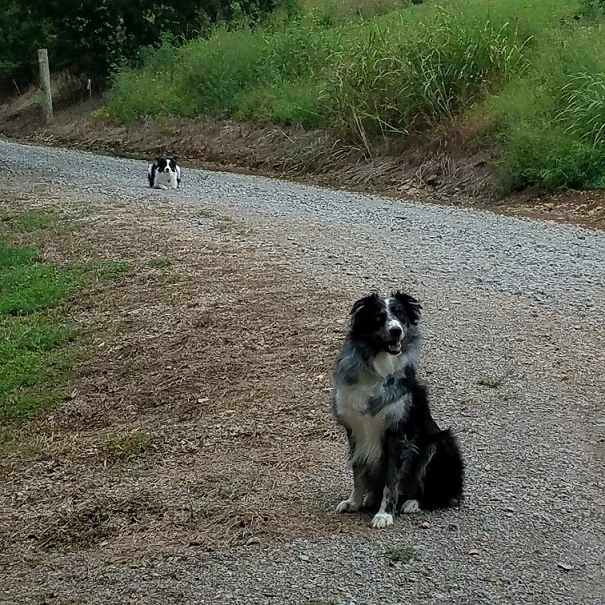 Dogs on the drive2 22 Aug 2018.jpg