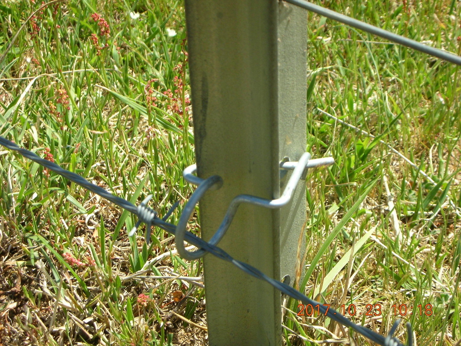 dorper fencing 002.JPG