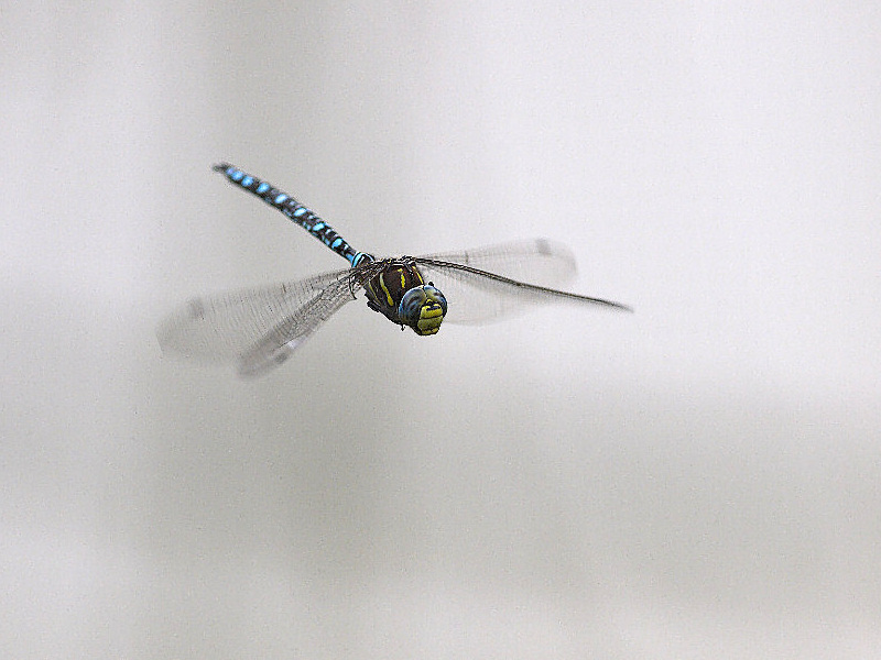 Dragonfly_Z8188742-08-18-2010-001b.jpg