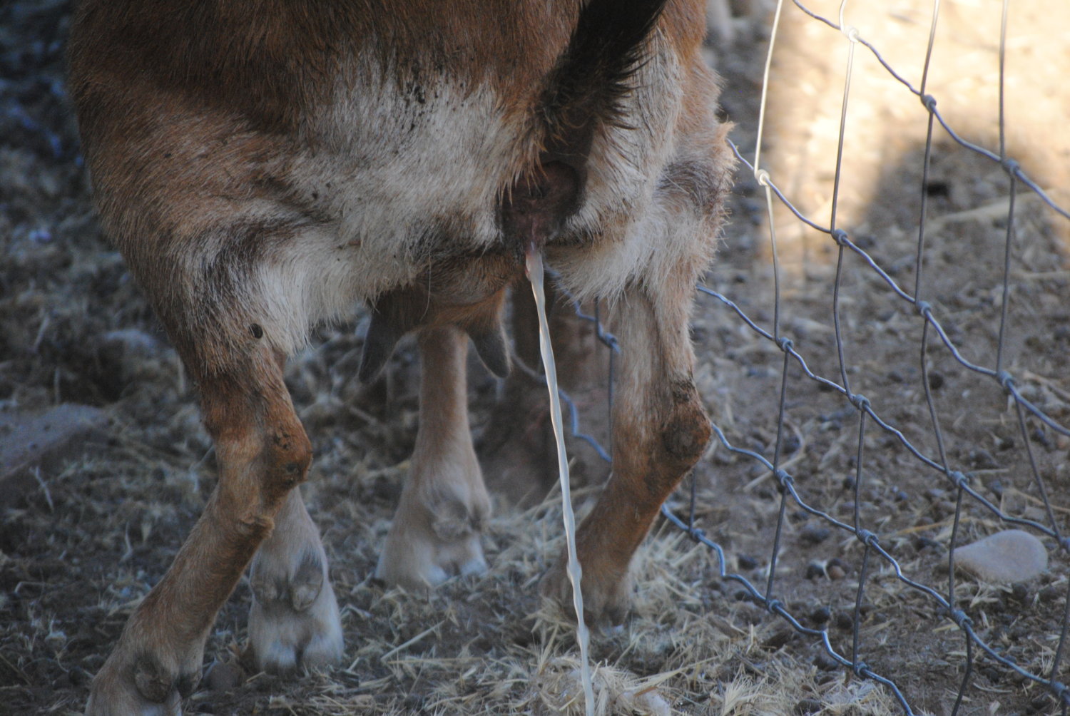 Cloudy urine/Amniotic fluid? BackYardHerds Goats, Horses, Sheep
