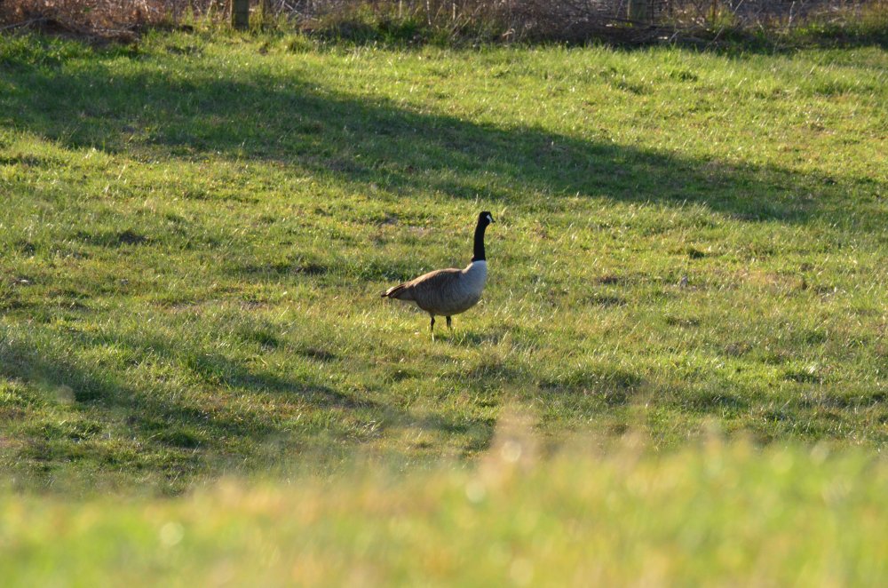 DSC_0039.JPG