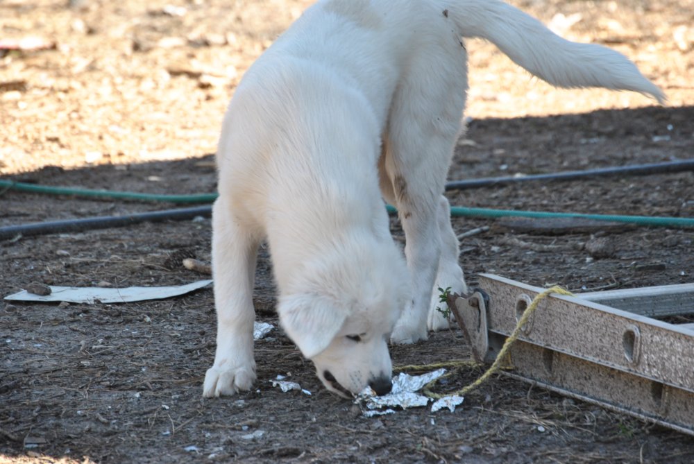 DSC_0376.JPG