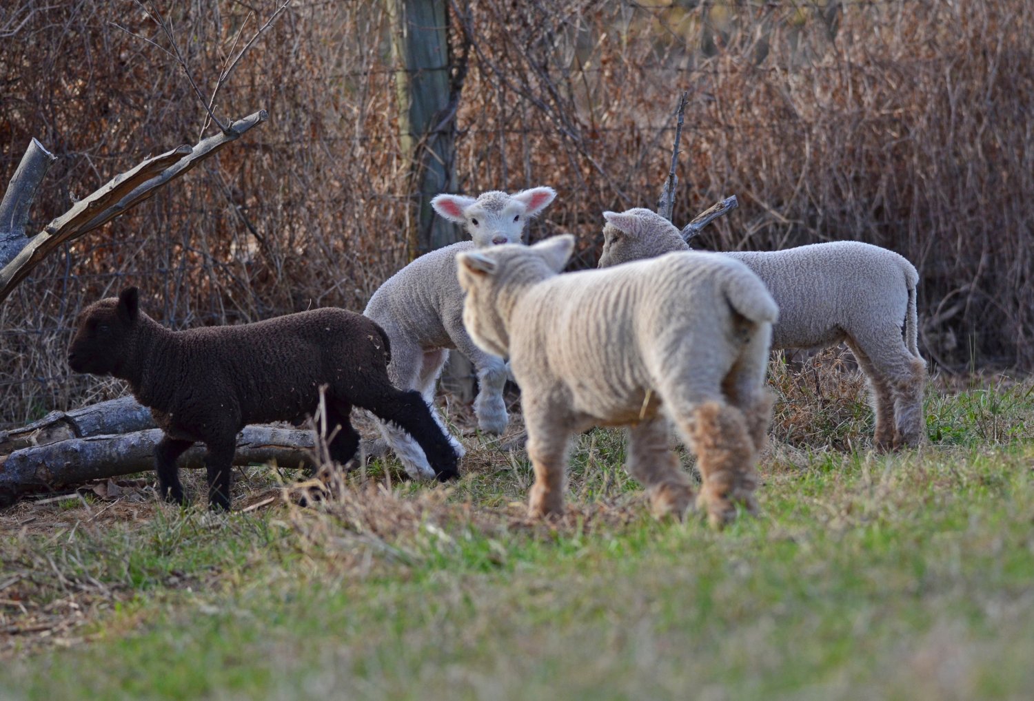 DSC_0927.jpg