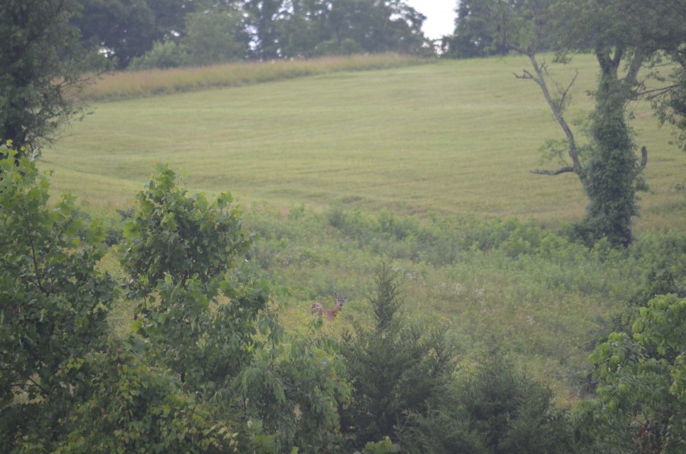 DSC_1036.JPG