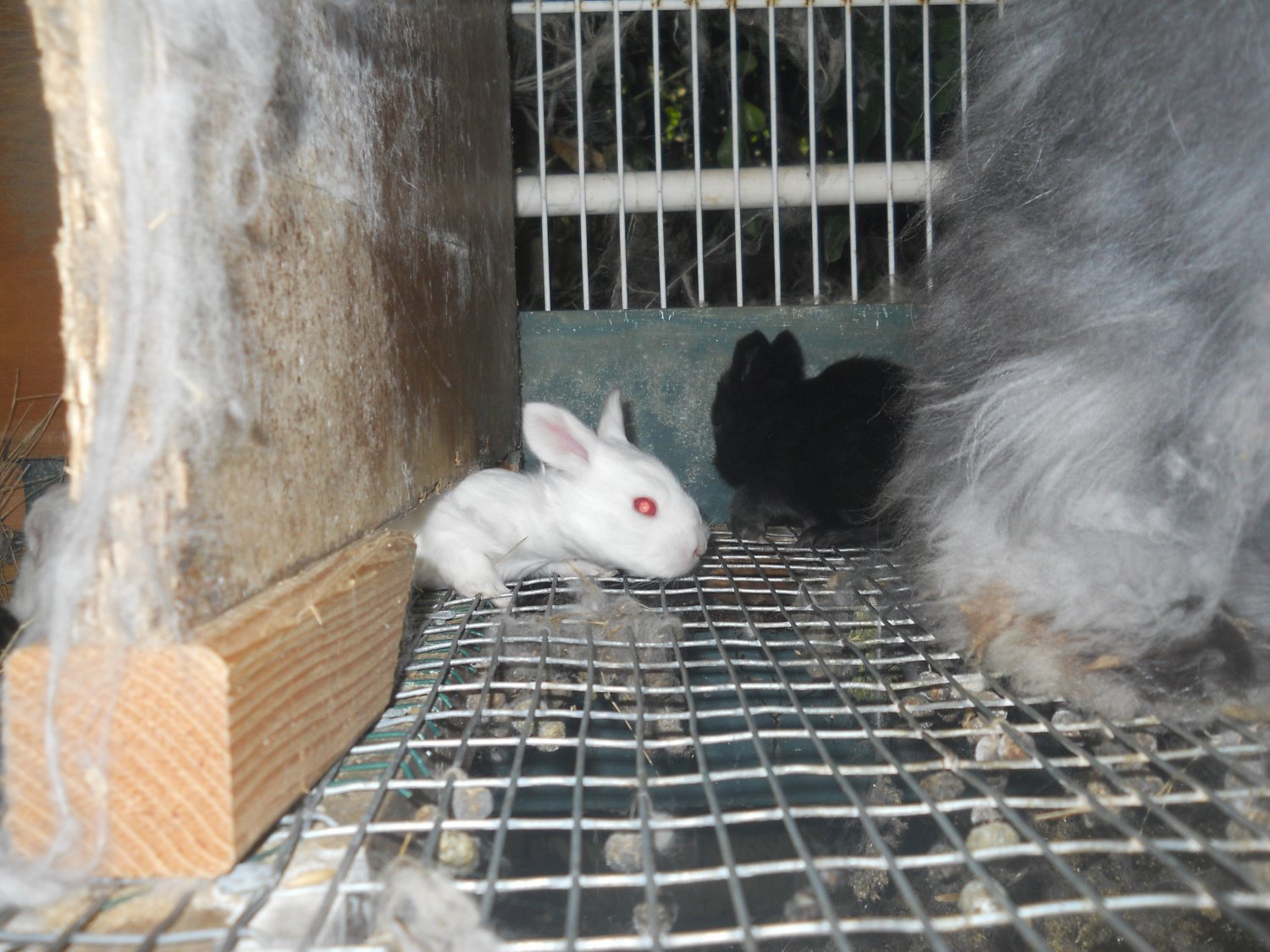 Rabbit cages on or off the ground? BackYardHerds Goats, Horses