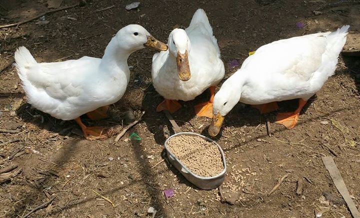 ducks.jpg