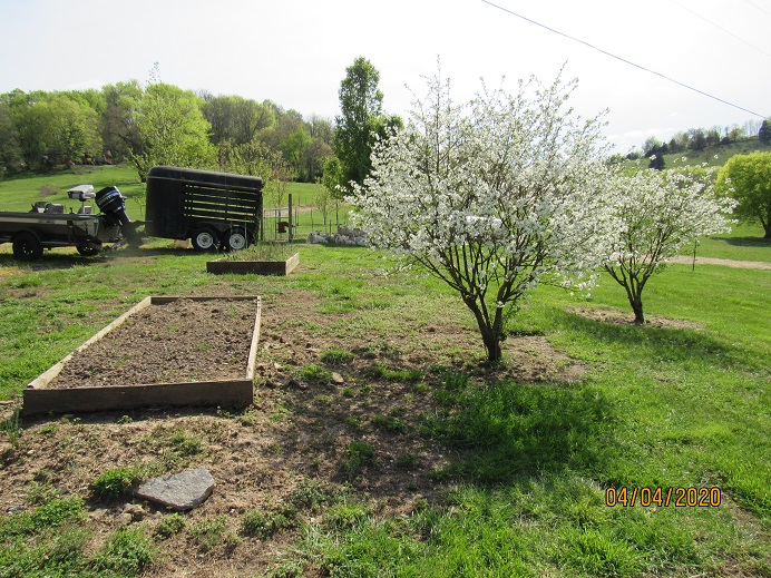 Dwarf Cherry Tree 4 Apr 2020.JPG