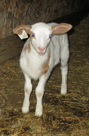 e-ewe lamb #009May-2014 005.jpg