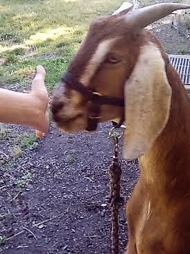 Halter and trick training (goat)  BackYardHerds - Goats, Horses, Sheep,  Pigs & more