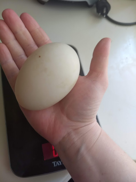 Egg in hand.jpg
